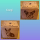 corgi